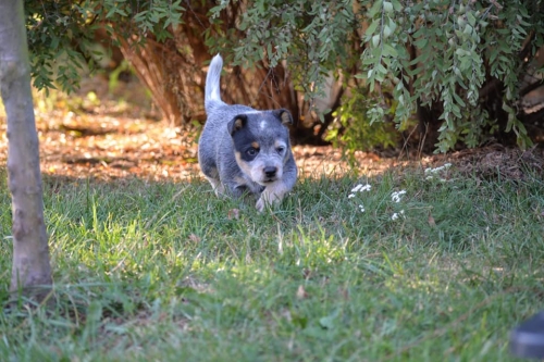 HARLEY DAVIDSON - male - 7 weeks old